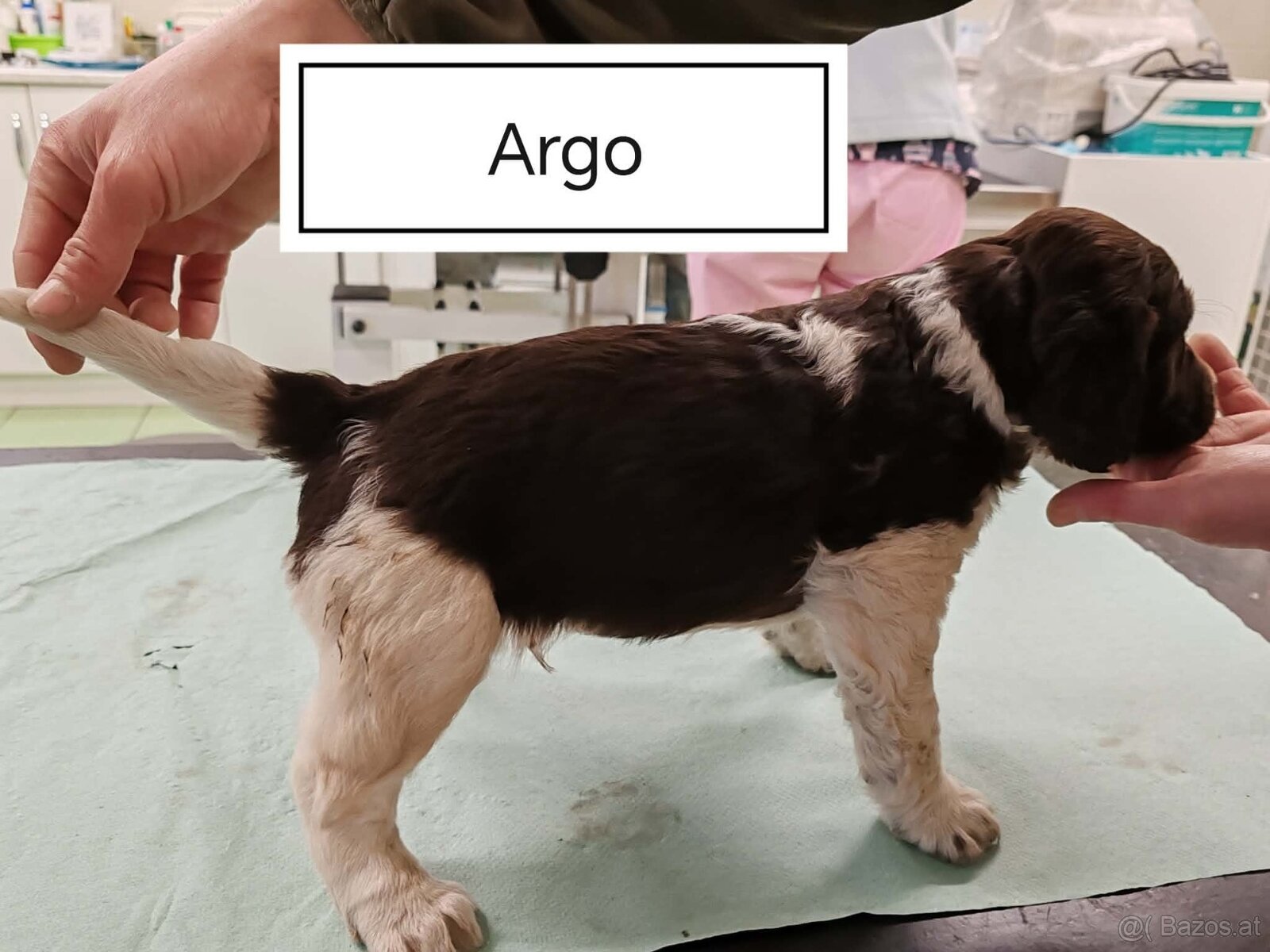 verkaufe kleine Münsterländer vorstehhund-Welpen - 2