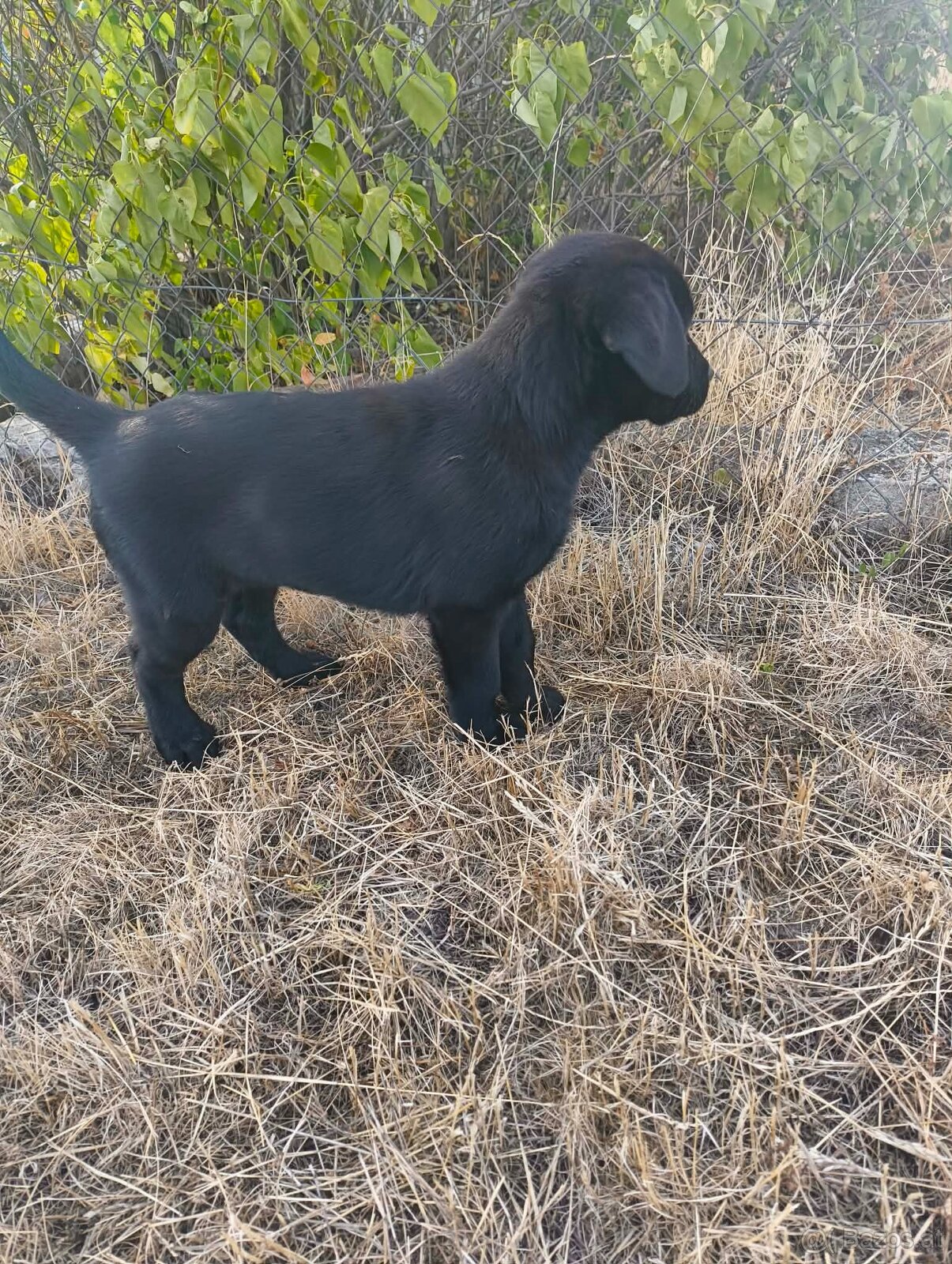 Labrador-Welpen zu verkaufen - 2