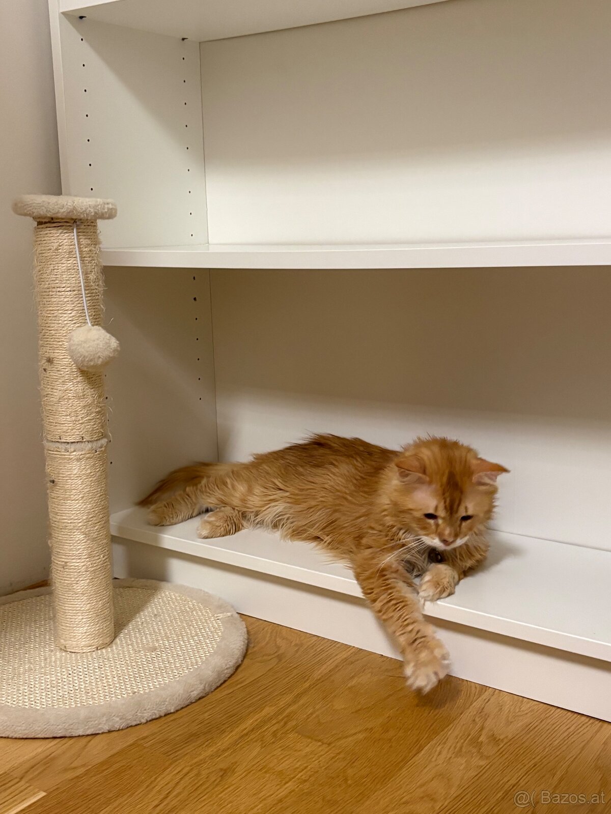 Wohnungskatze zu verkaufen 🐈 - Mini Maine Coon Mischling - 2