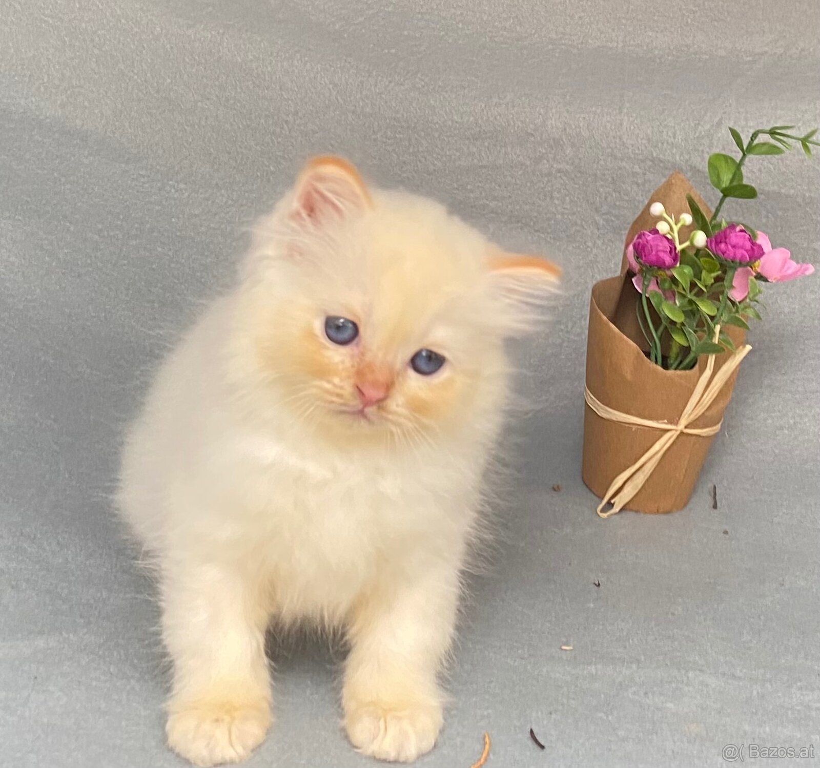 verschmuste Heilige Birma Kitten abzugeben - 2