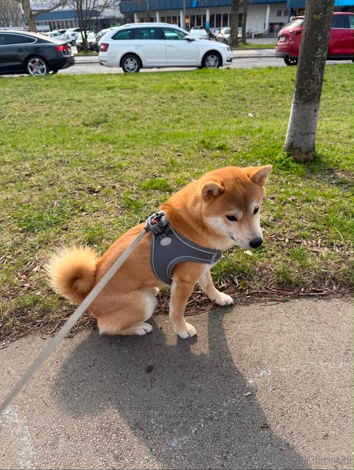 Wunderschöner Shiba Inu sucht liebevolles Zuhause 🐾 - 2