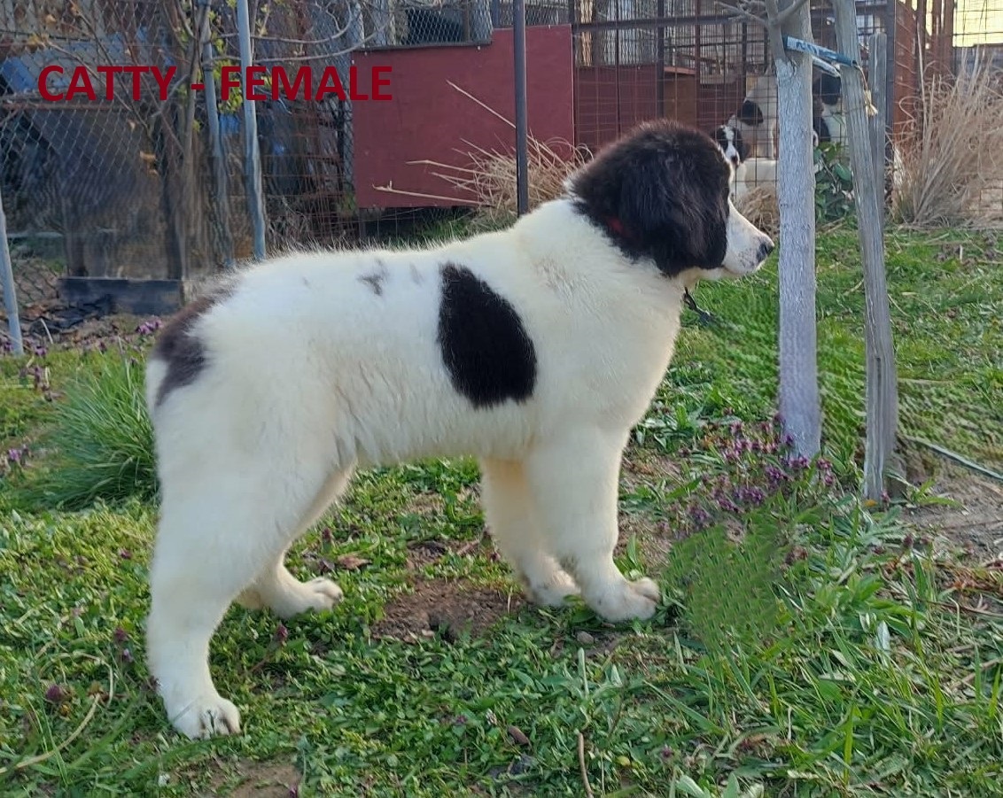 LANDSEER - 2