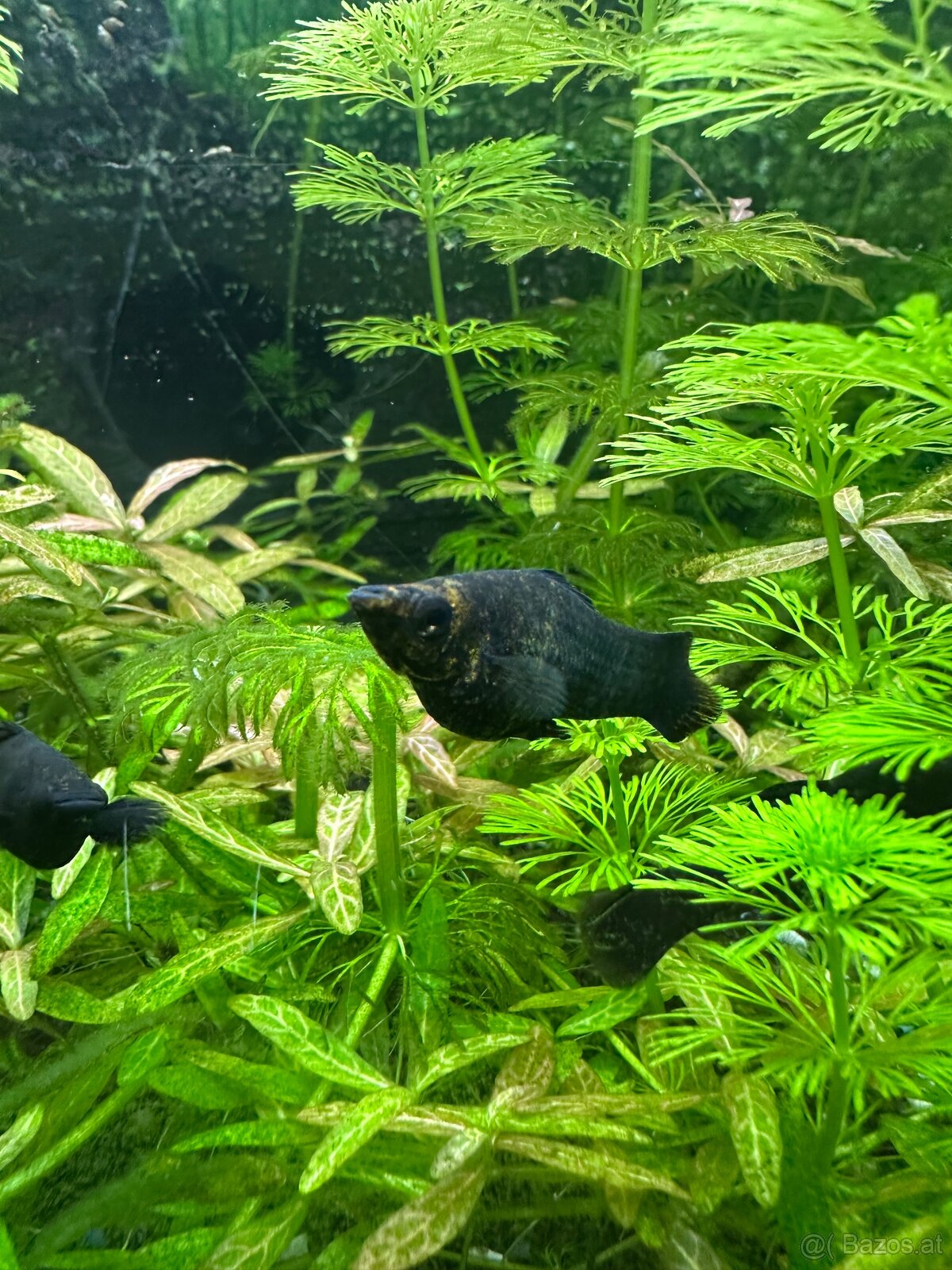 Mollys, Platys und noch mehr zum verkaufen 🐟 - 20