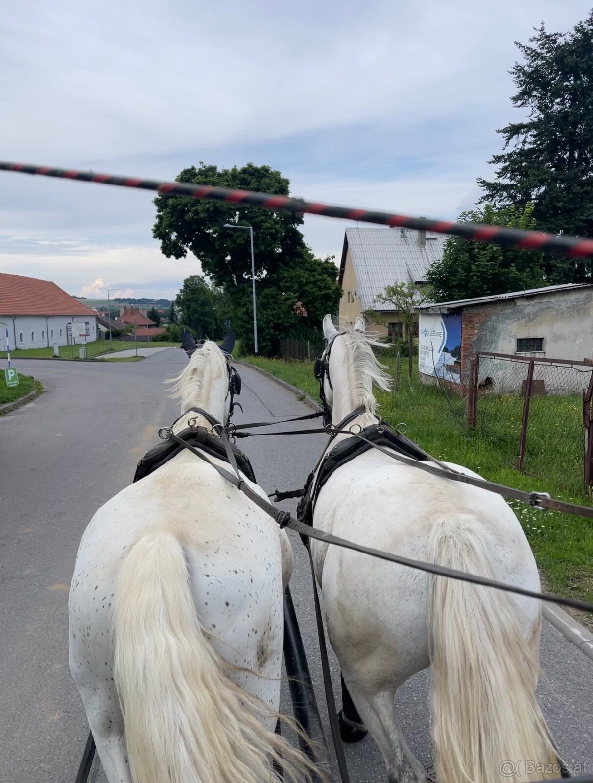 Kladruber horse - 20