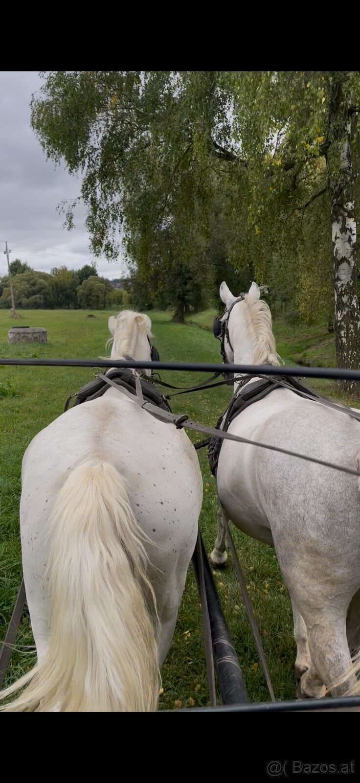 Kladruber horse - 20