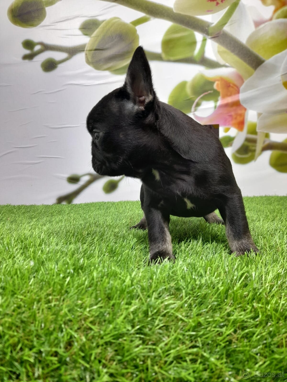 Französische Bulldoggen - 20