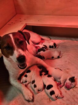 Jack Russell Terrier Welpen gew.13.04.2026 - 20