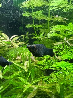 Mollys, Platys und noch mehr zum verkaufen 🐟 - 20