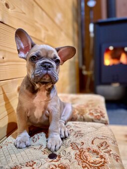 Französischen Bulldoggen Welpen - 20