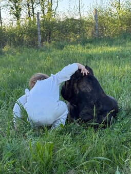 Cane Corso x Malinois Welpen - 20