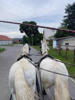 Kladruber horse - 20