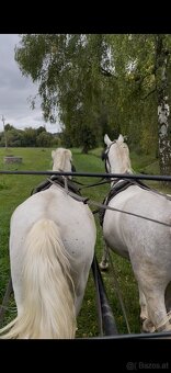 Kladruber horse - 20