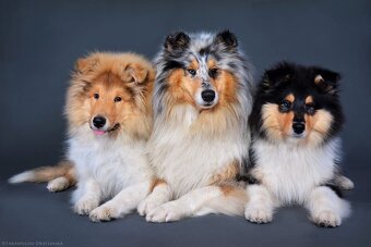 Collie Langhaar Welpen (FCI Stammbaum) - 20