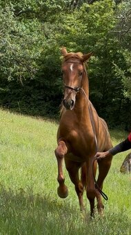 Lusitano Hengst PSL - 20