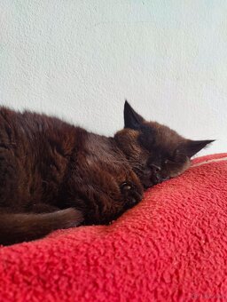 Katze abzugeben - 2