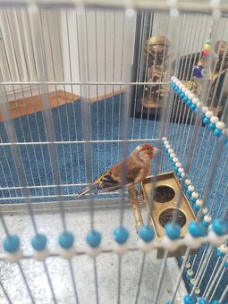 Stieglitzmischling - 2