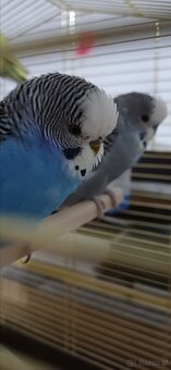 Wellensittiche zum Verkauf - 2