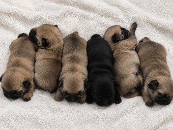Mops Welpen mit Ahnentafel - 2
