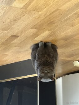 Zwei Katzen zu verschenken - 2