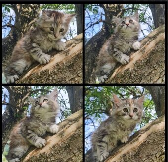 Maine Coon Kitten suchen Herzensplätze - 2