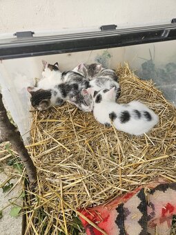 Katzen - 2