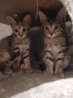 Hauskatze - 2