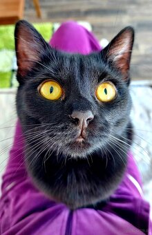 Katze sucht neues Zuhause - ab Juni - 2