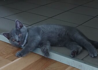 BKH kitten - 2