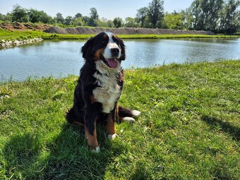 Berner Berghund - 2