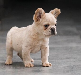Fluffy Franzöische Bulldogge - 2