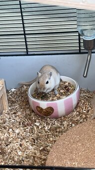 Rennmaus - 2