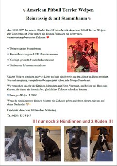 reinrassige APBT Welpen - 2