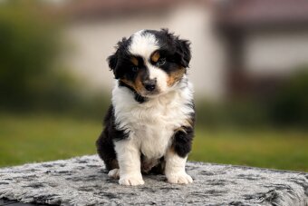 Miniature American Shepherd FCI - 2