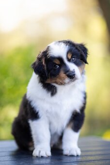 Miniature American Shepherd FCI - 2