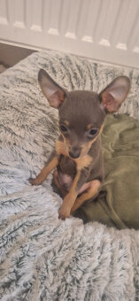 Süßer Reinrassiger Zucht Prager Rattler zu vergeben - 2