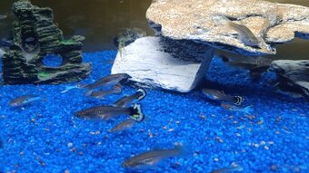 Guppy, Molly - 2