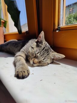 Katze zu vergeben - 2