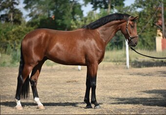 🐎Wallach von ausgezeichneter Abstammung - 2