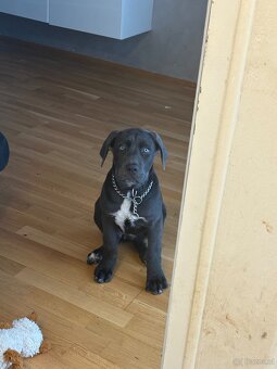 Cane corso - 2