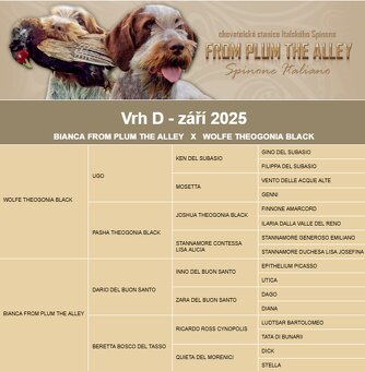 Spinone italiano - 2