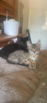Babykatze - 2