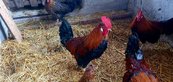 1 Sulmtaler und 2 Altsteirer Hähne - 2