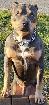Hund/Staff - 2