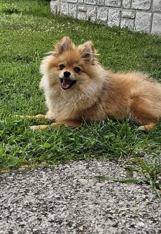 Männlicher Pomeranian-Welpe - 2
