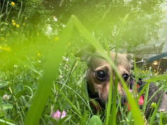 Chihuahua mischlings Dame - 2