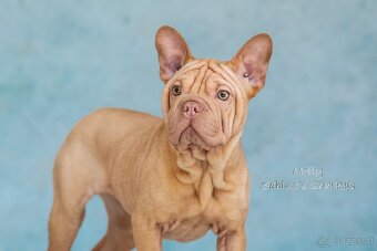 Alternativ Bulldogge - 2