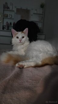 Kater Murzik sucht ein neues Zuhause - 2