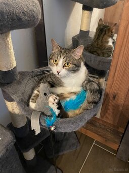 Europäisch Kurzhaar Katze abzugeben - 2