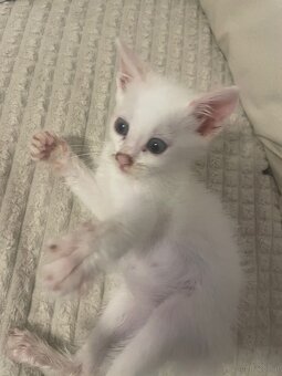 Baby katze - 2