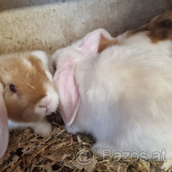 Süße kleine Minilops Häschen - 2